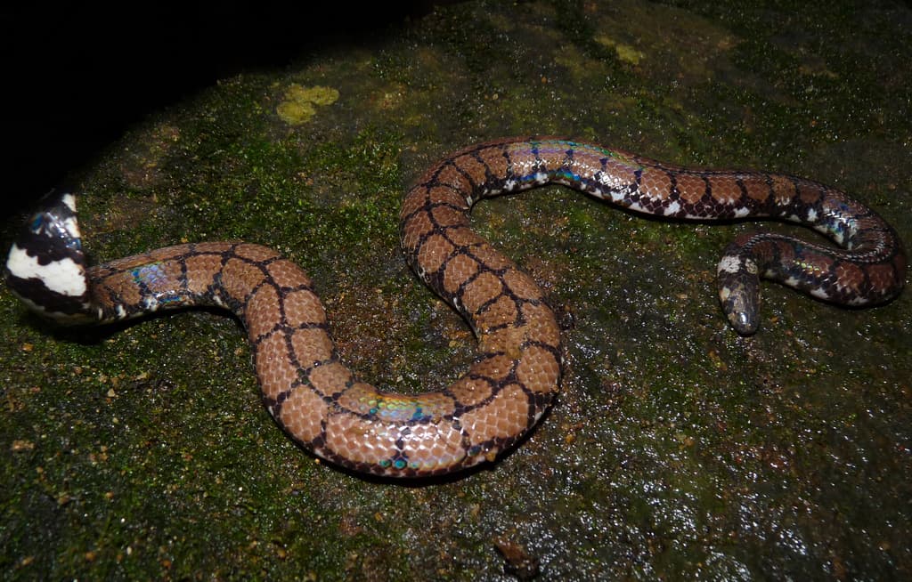 Sri Lanka pipe snake