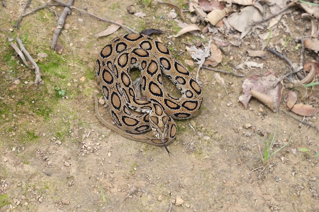Russell's viper