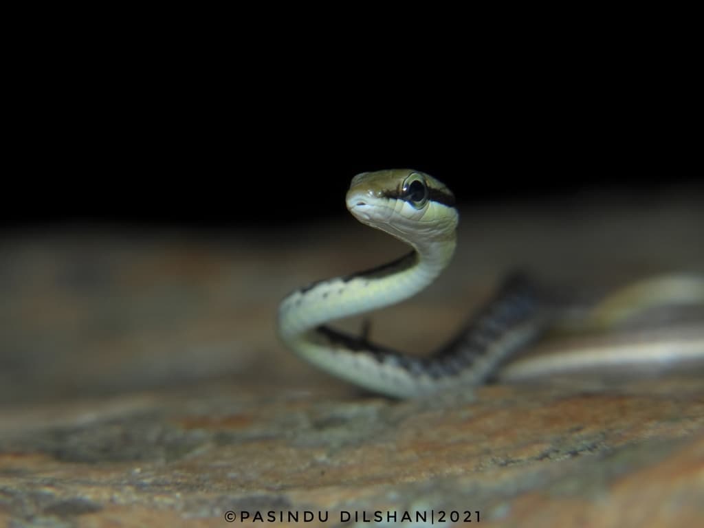 Boulenger's bronzeback