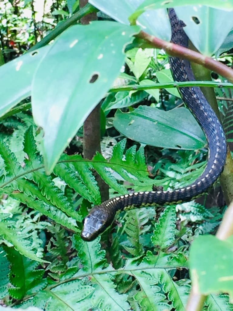 Schokar's bronzeback