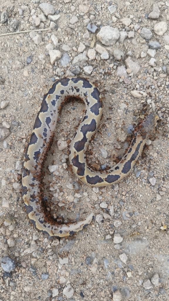 Rough-scaled sand boa