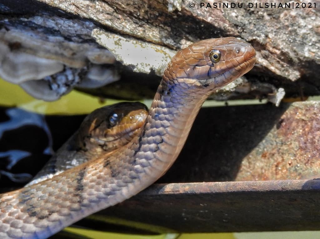 Sri Lanka checkered keelback