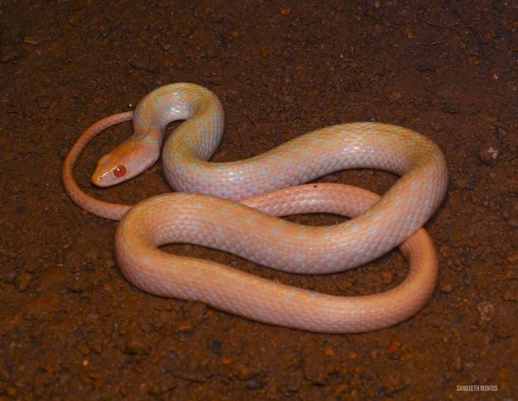 Tikiri keelback