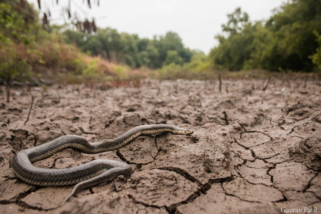 Glossy marsh snake