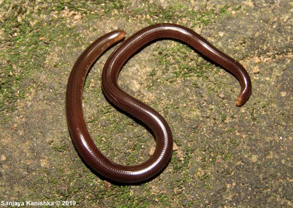 Sri Lanka worm snake