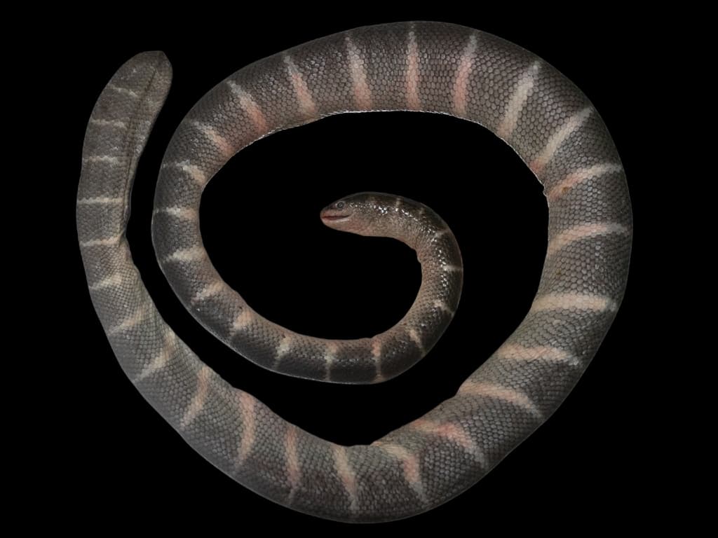 Peters's sea snake
