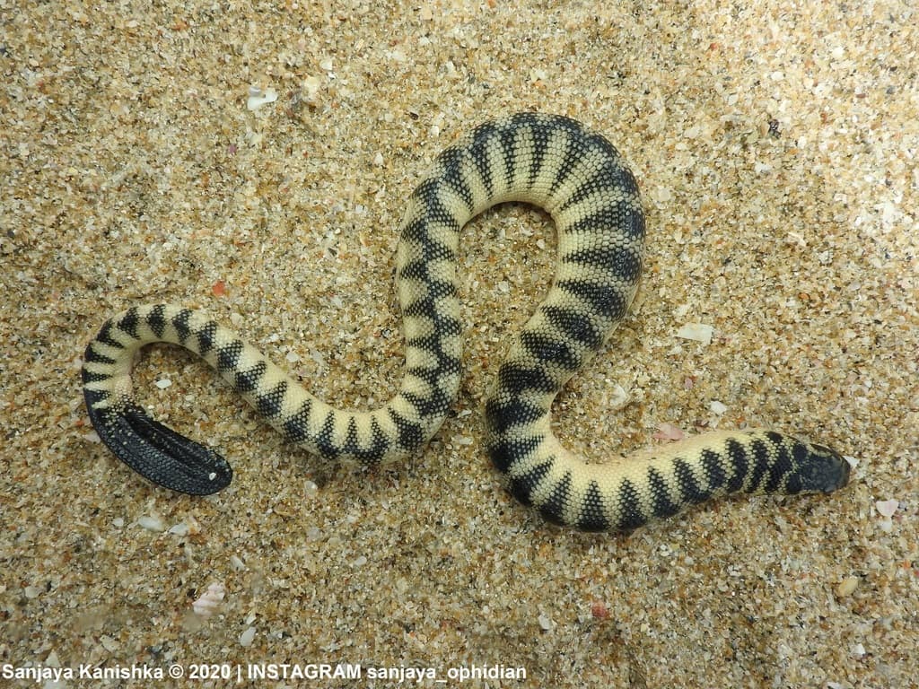 Shaw's sea snake