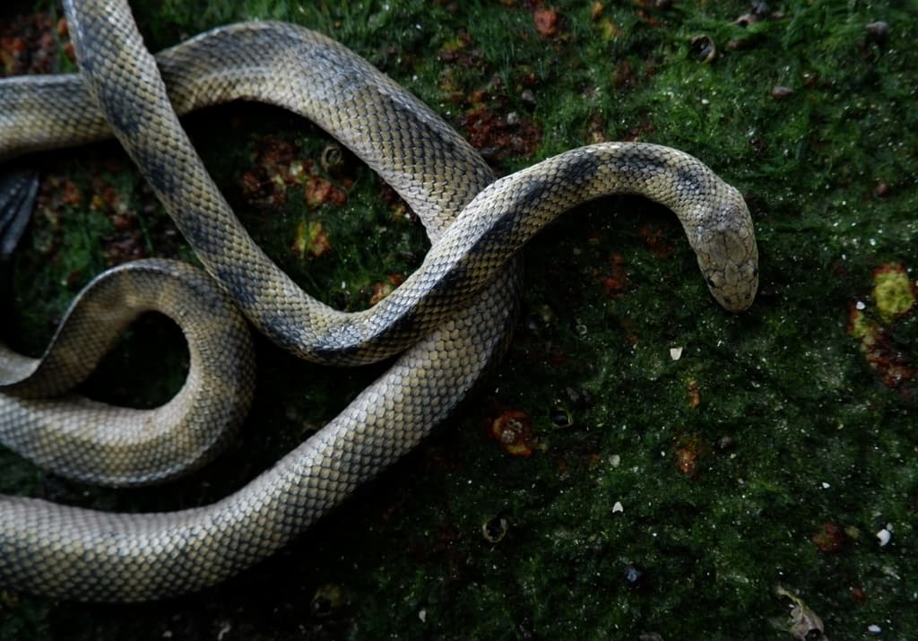 Annulated sea snake