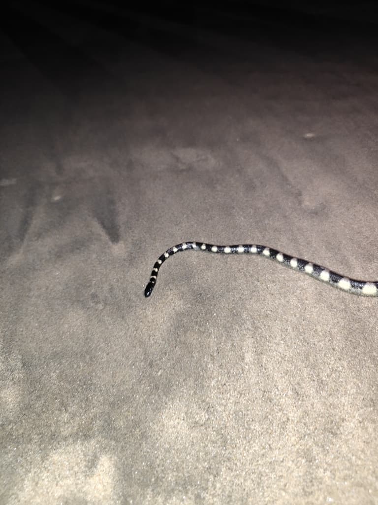 Striped sea snake