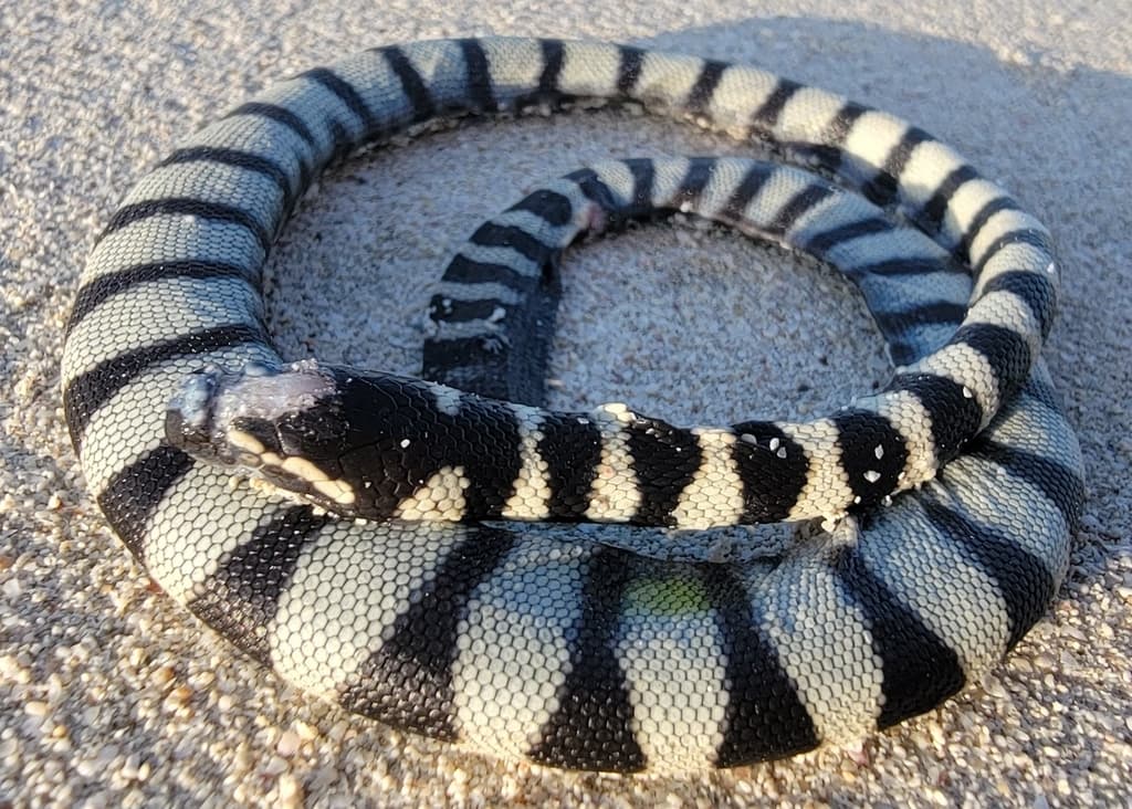 Persian Gulf sea snake