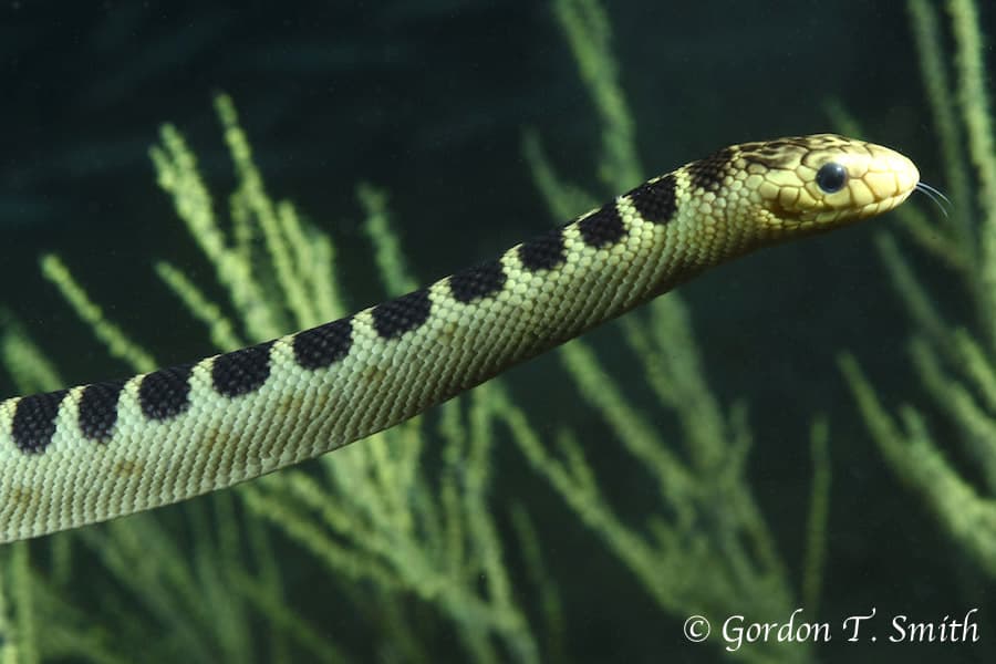 Ornate reef sea snake