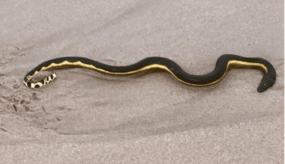 Yellow-bellied sea snake