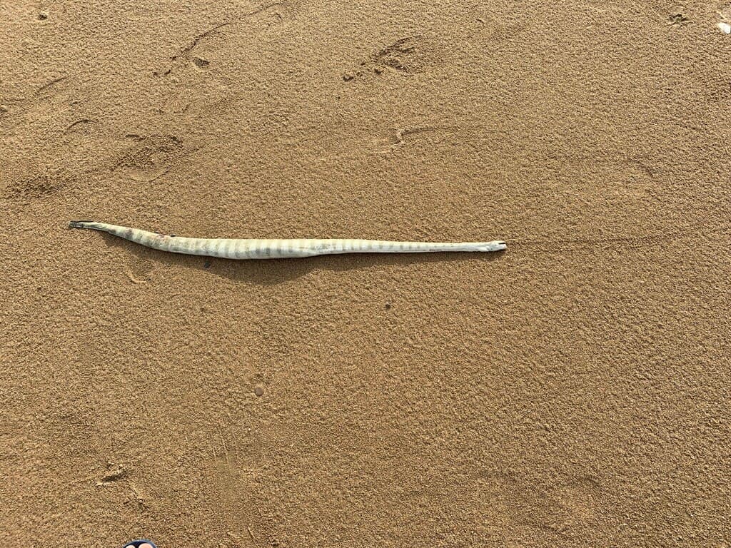 Hook-nosed sea snake