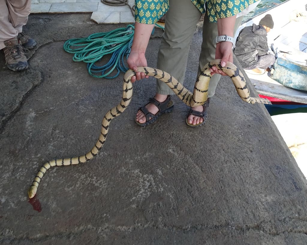 Yellow sea snake
