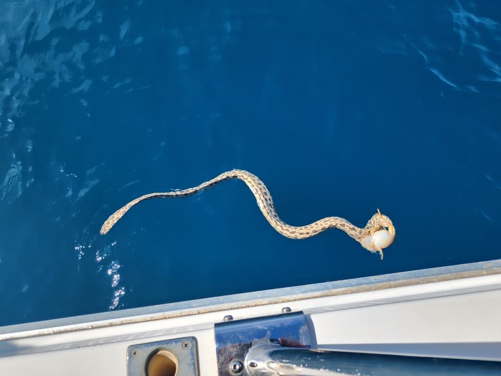 Stokes's sea snake