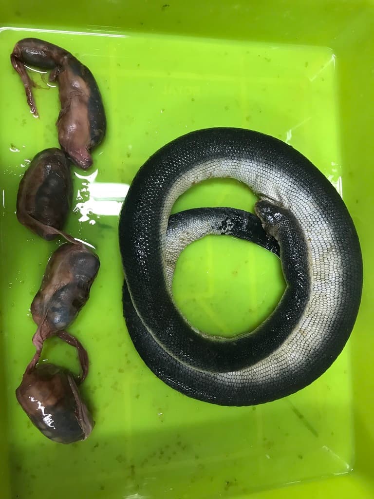 Viperine sea snake