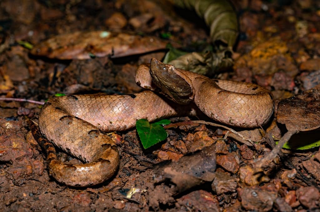Merrem's hump-nosed pit viper
