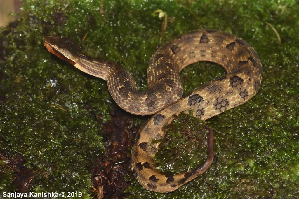 Highland hump-nosed pit viper