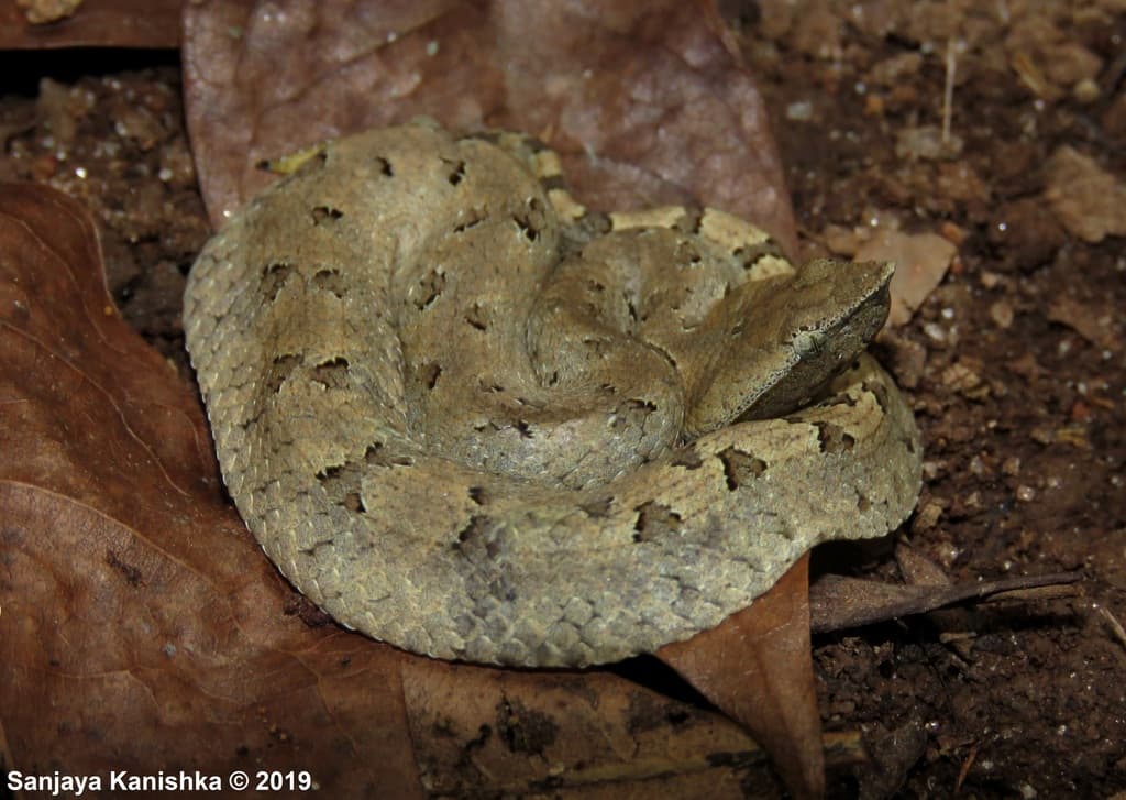 Lowland hump-nosed pit viper