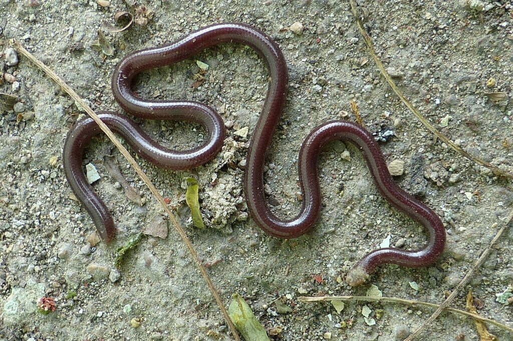 Slender blind snake