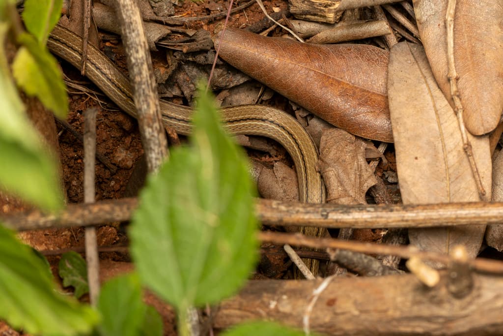 Lesser stripe-necked snake