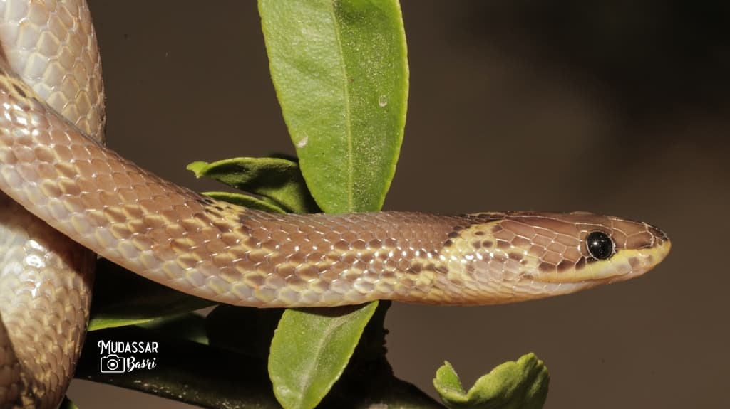 Common wolf snake