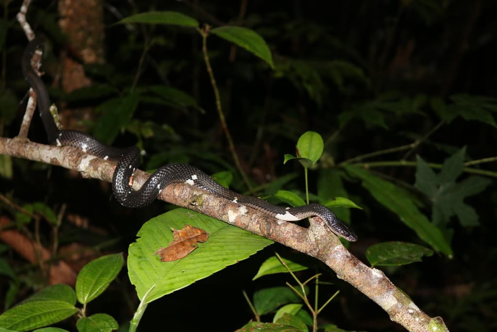 Sri Lanka wolf snake