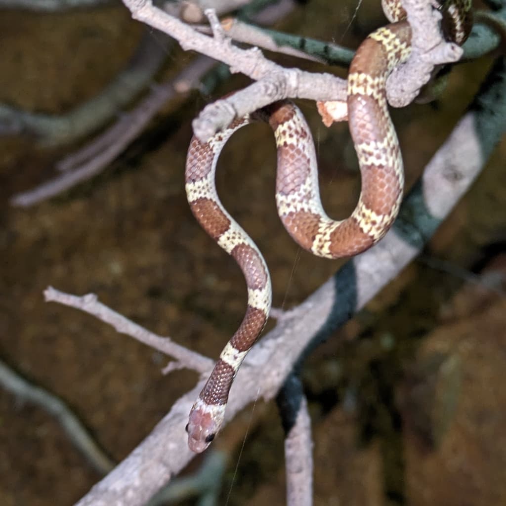 Common bridal snake