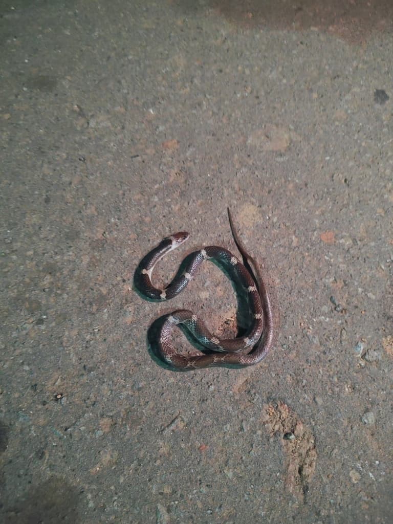 Barred wolf snake