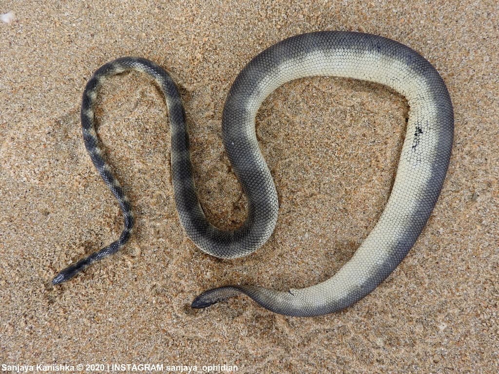 Slender sea snake
