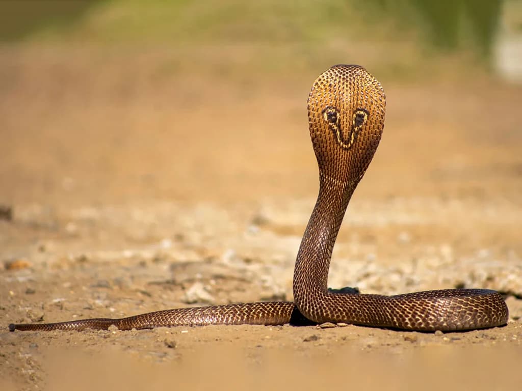 Indian cobra
