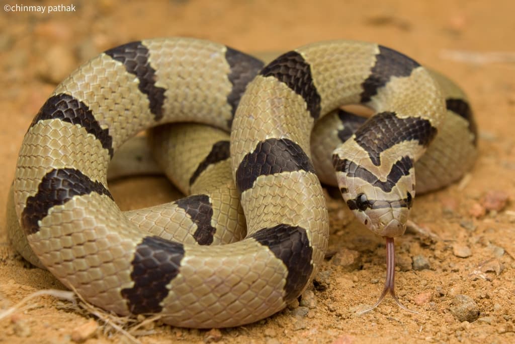 Banded kukri snake
