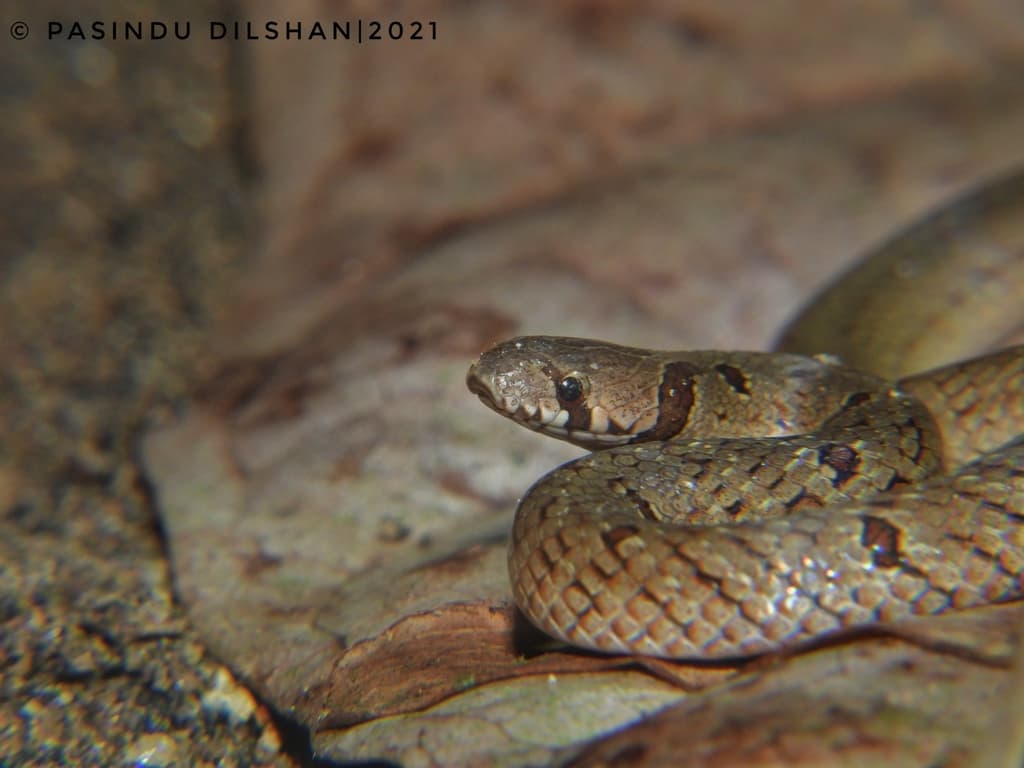 Streaked kukri snake