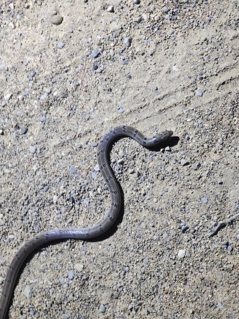 Variegated kukri snake