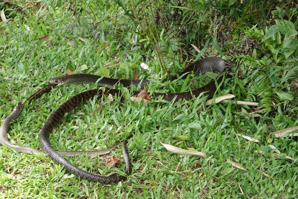 Indian rat snake