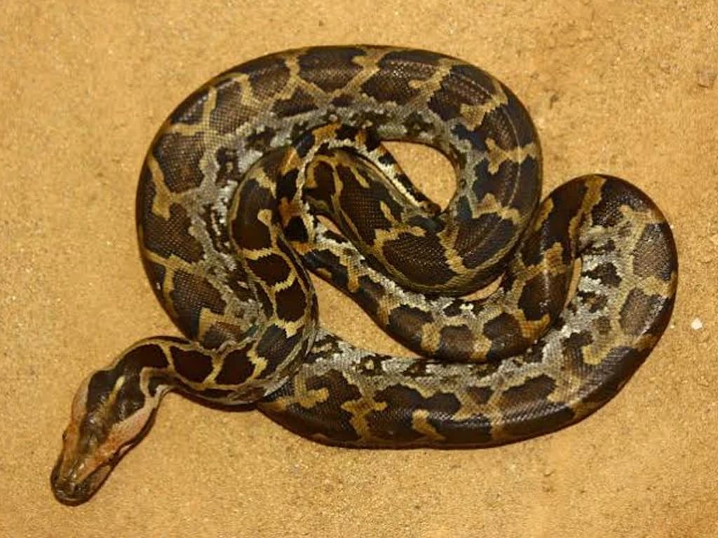 Indian rock python
