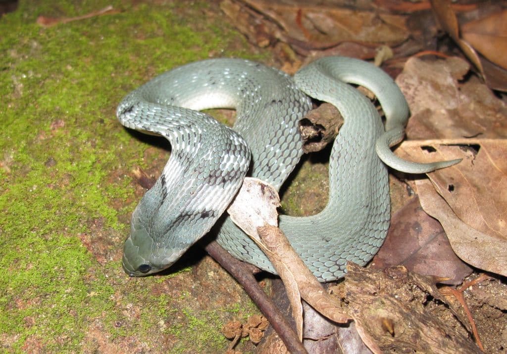 Green keelback
