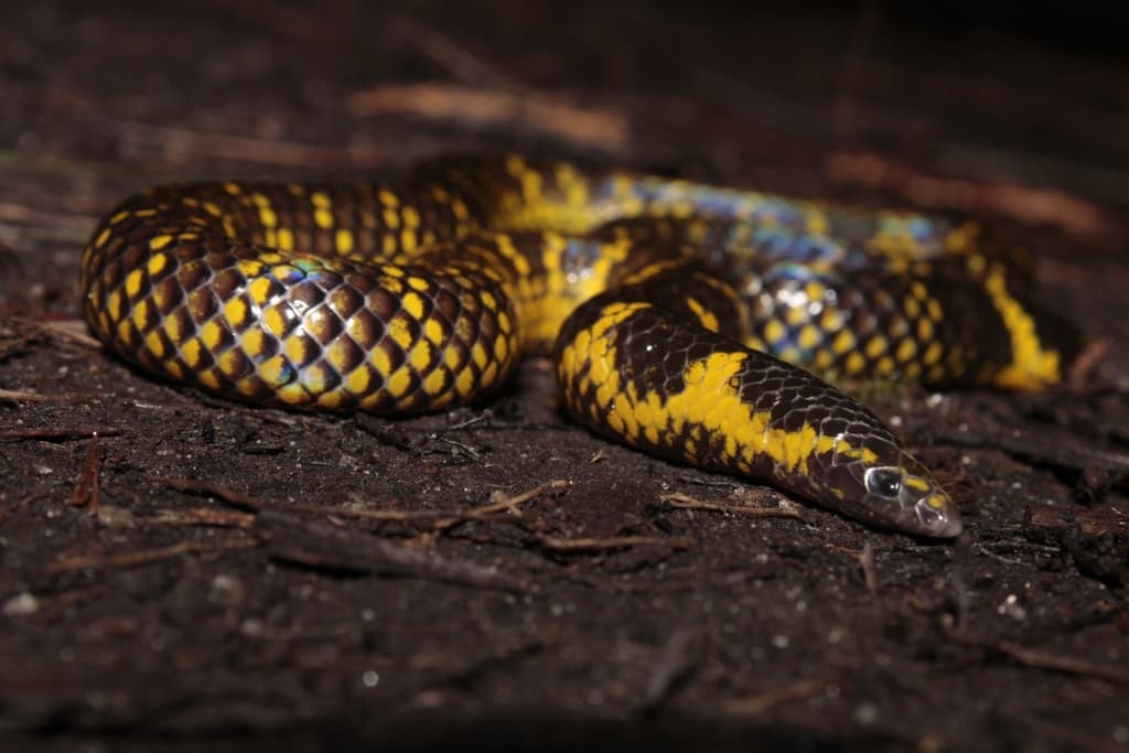 Blyth's shieldtail
