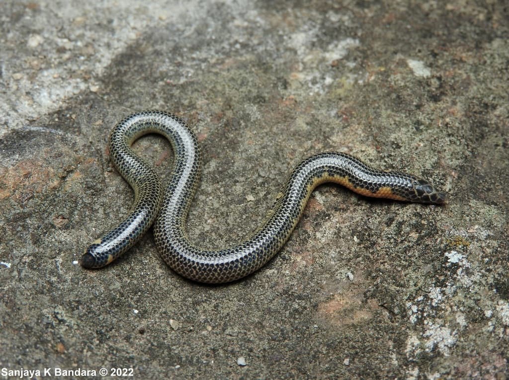 Drummond-Hay's shieldtail