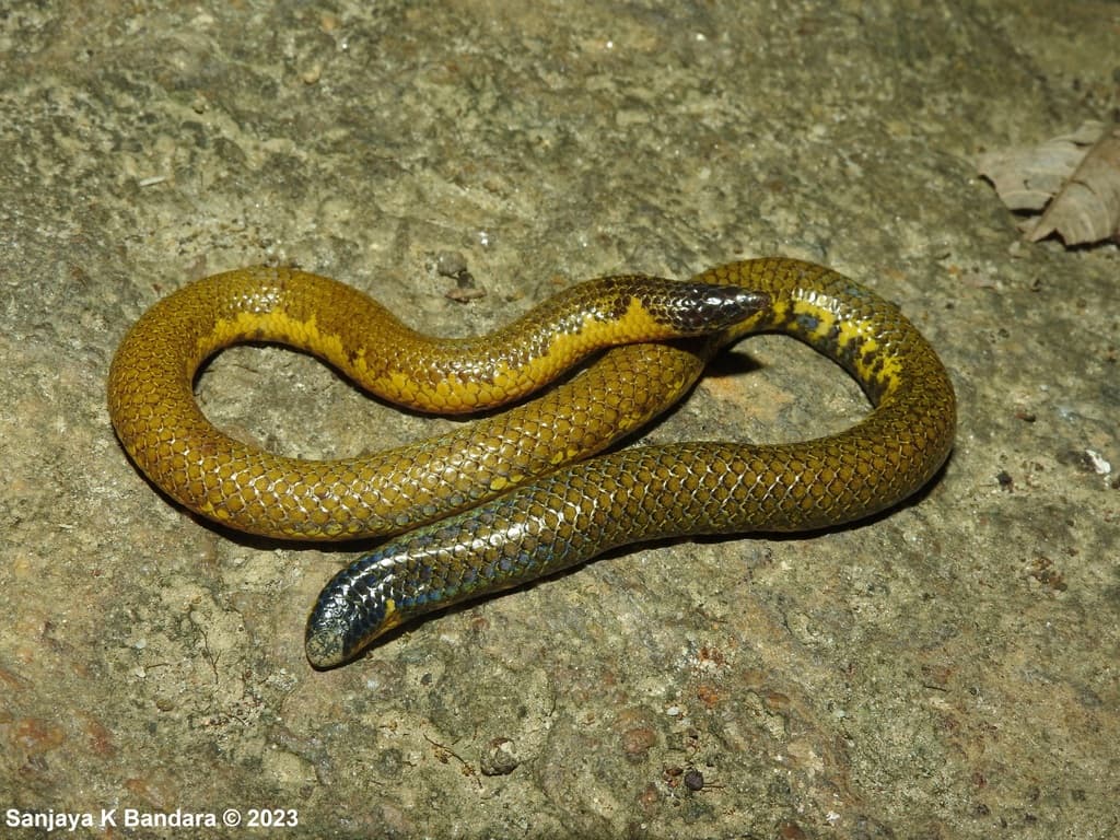 Eranga Viraj's shieldtail