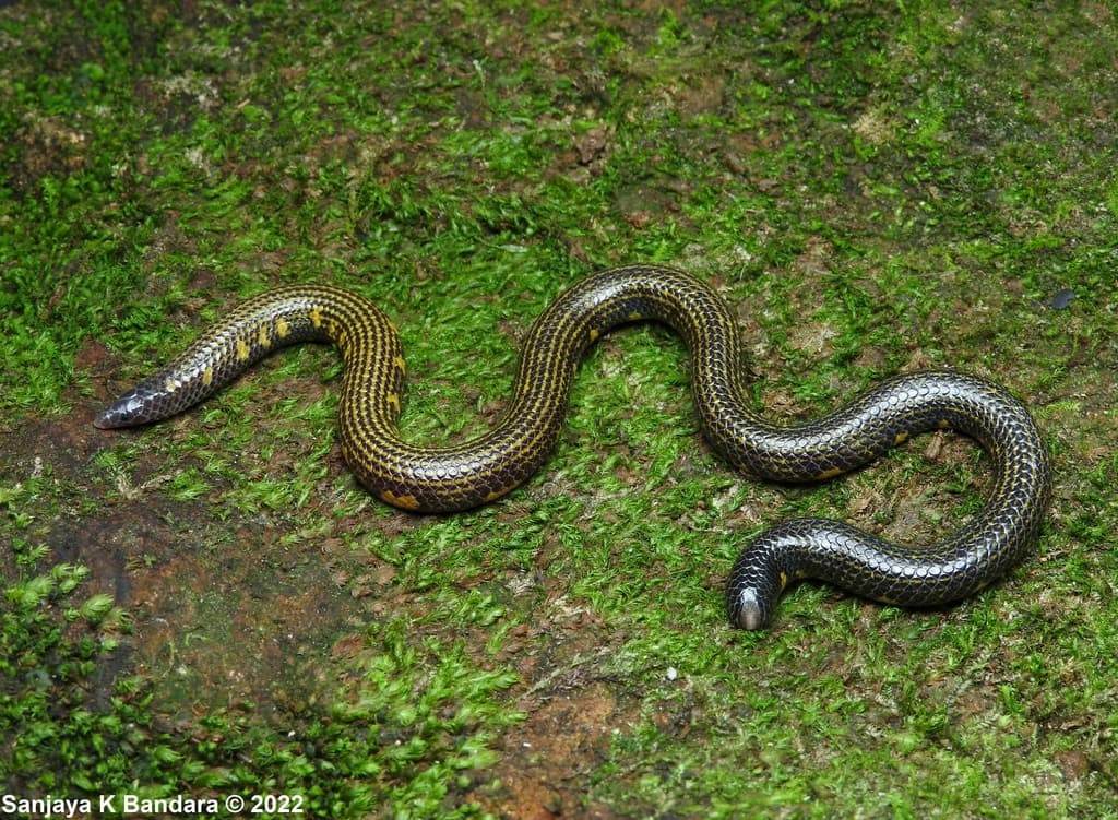 Gunasekara's shieldtail