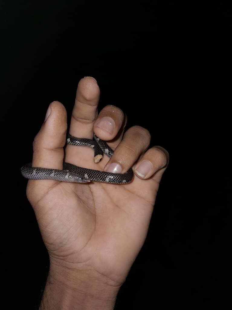 Hemprich's shieldtail