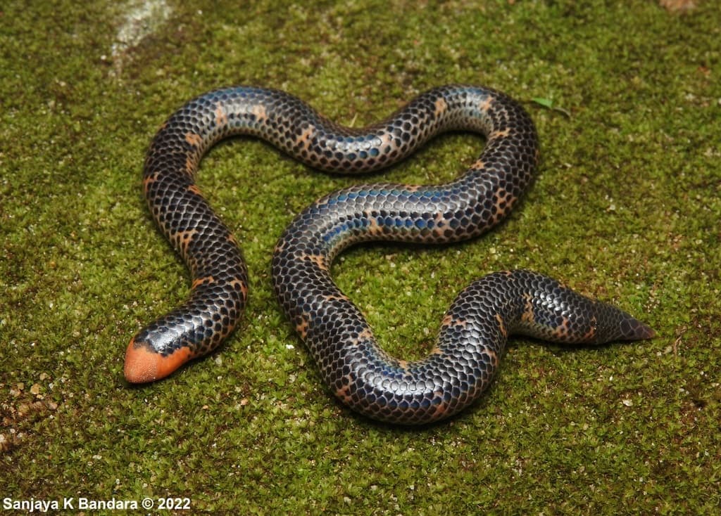 Mendis' shieldtail