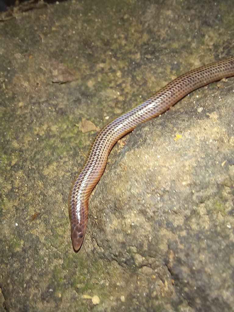 Schneider's shieldtail