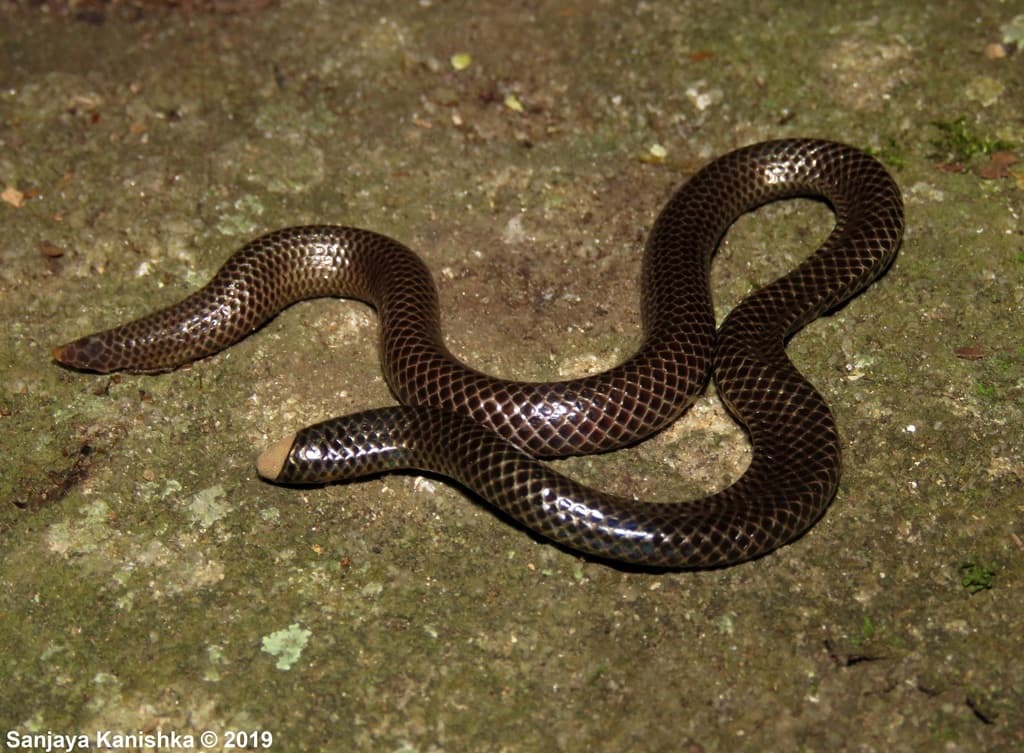 Cuvier's shieldtail