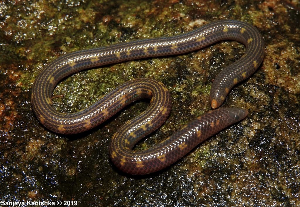 Phillip's earth snake