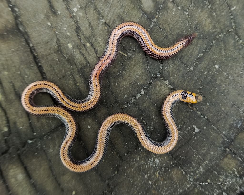 Willey's shieldtail