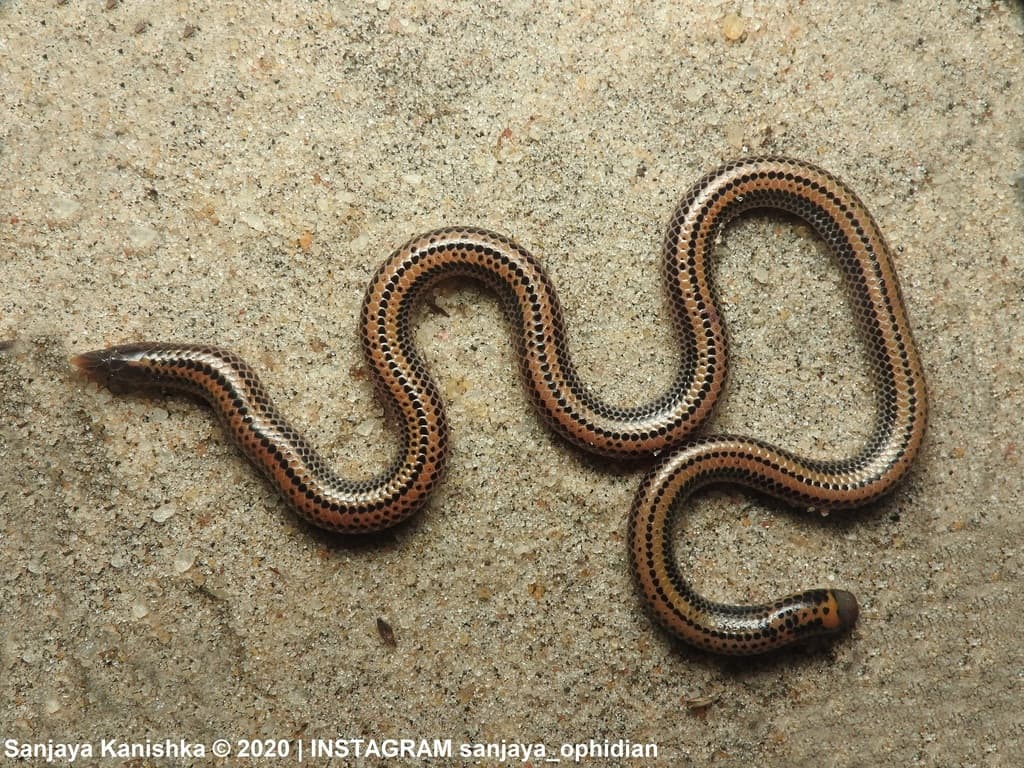 Müller's shieldtail
