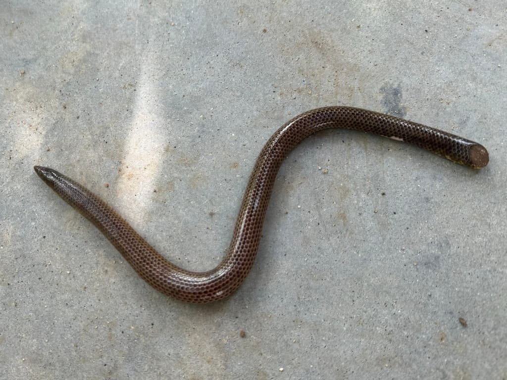 Large shieldtail