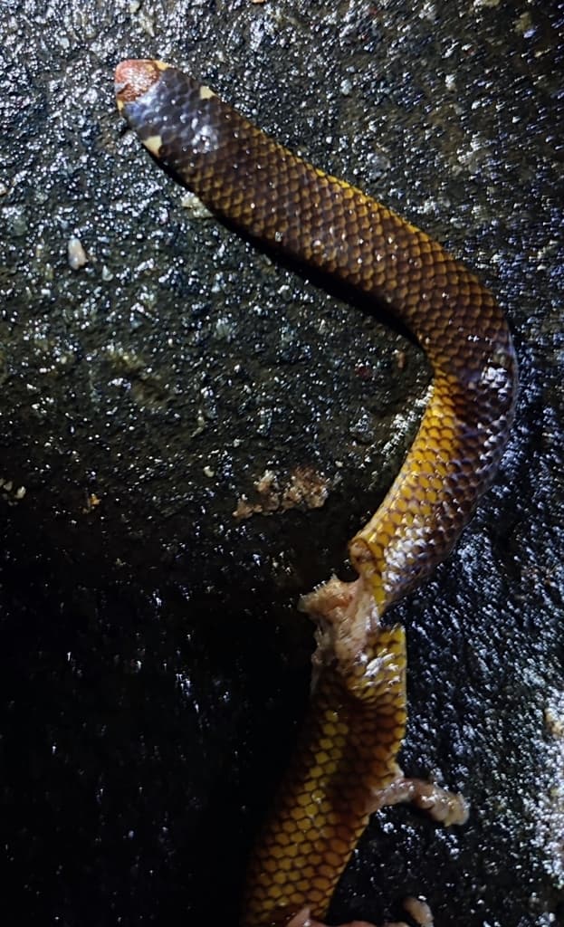 Deraniyagala's shieldtail